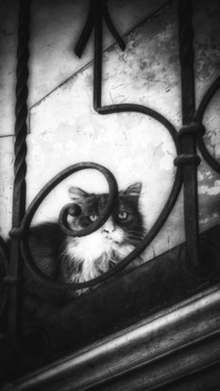 Gatto, 2020